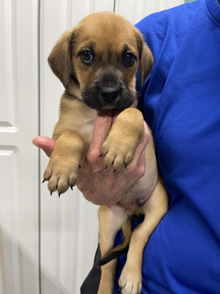 Enlarge Cooper, a Adoptable mixed breed in Chattanooga, TN image 2/6