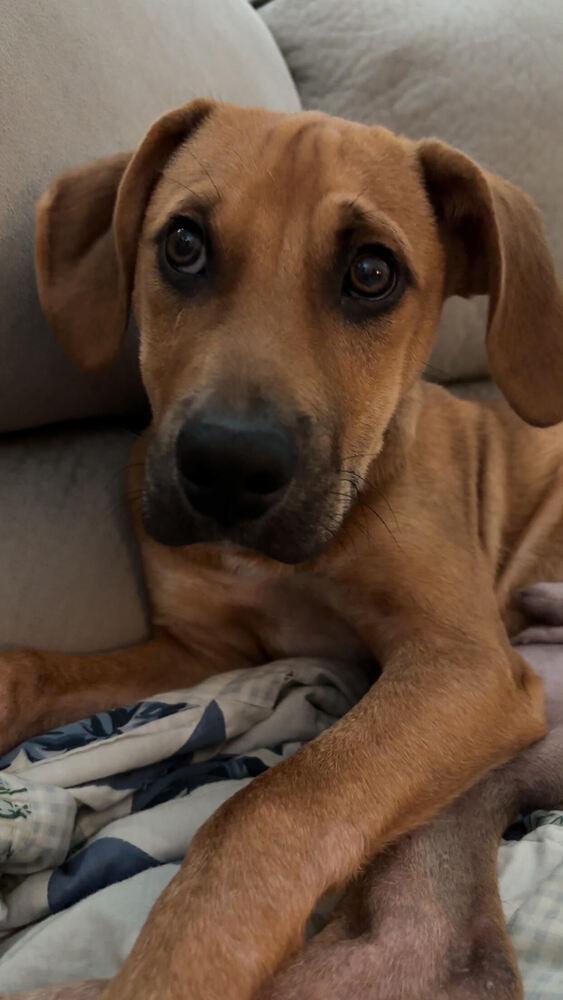 Enlarge Cooper, a Adoptable mixed breed in Chattanooga, TN image 3/6
