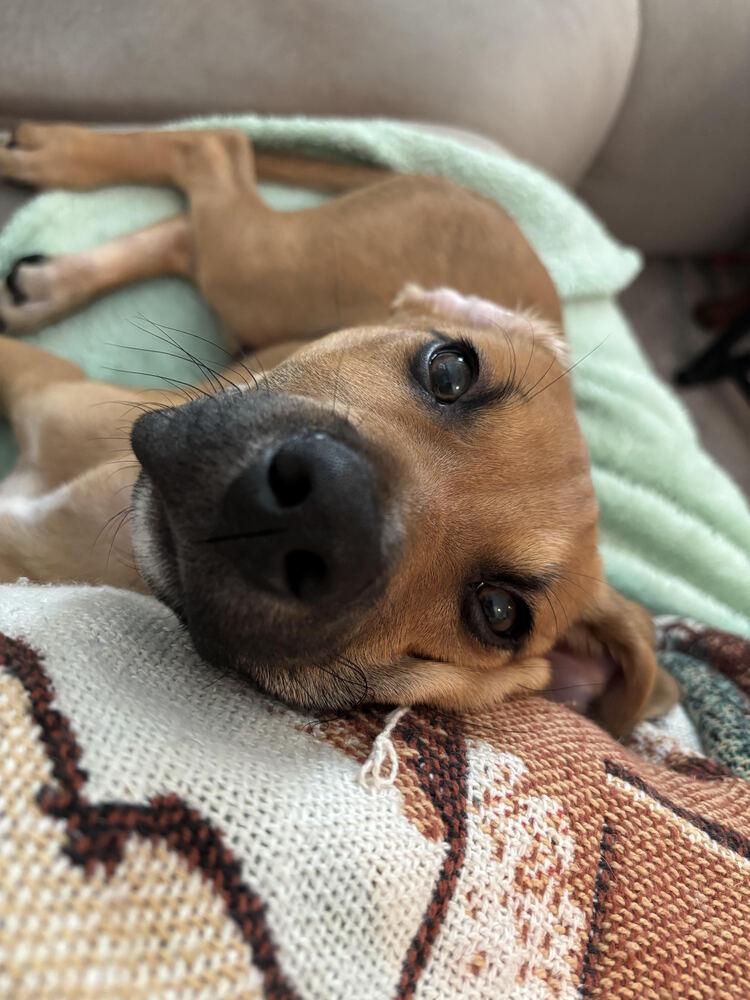 Enlarge Cooper, a Adoptable mixed breed in Chattanooga, TN image 4/6