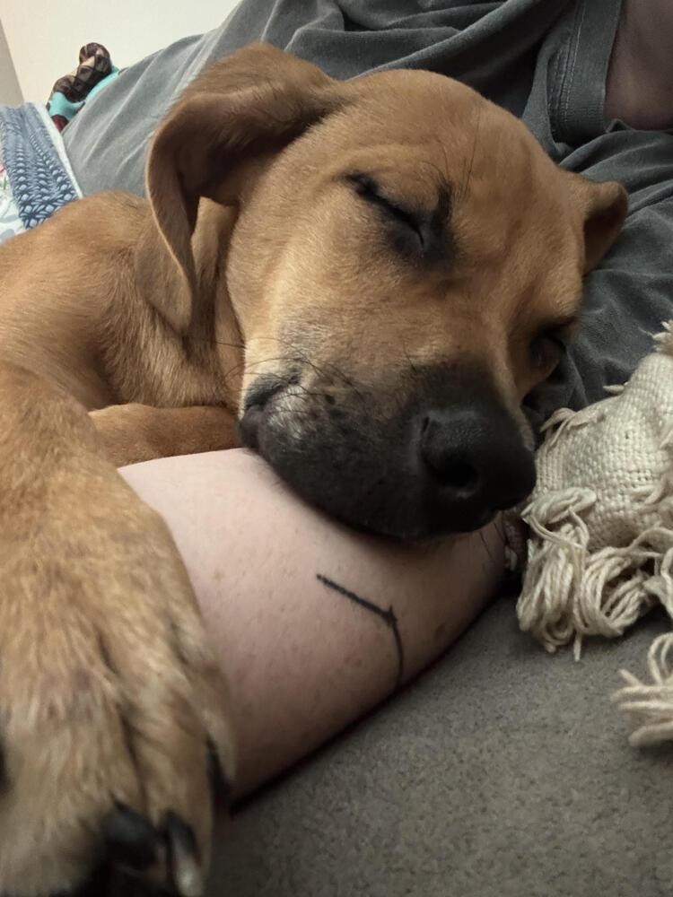 Enlarge Cooper, a Adoptable mixed breed in Chattanooga, TN image 5/6