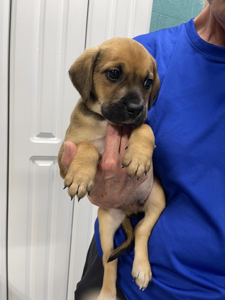 Enlarge Cooper, a Adoptable mixed breed in Chattanooga, TN image 6/6