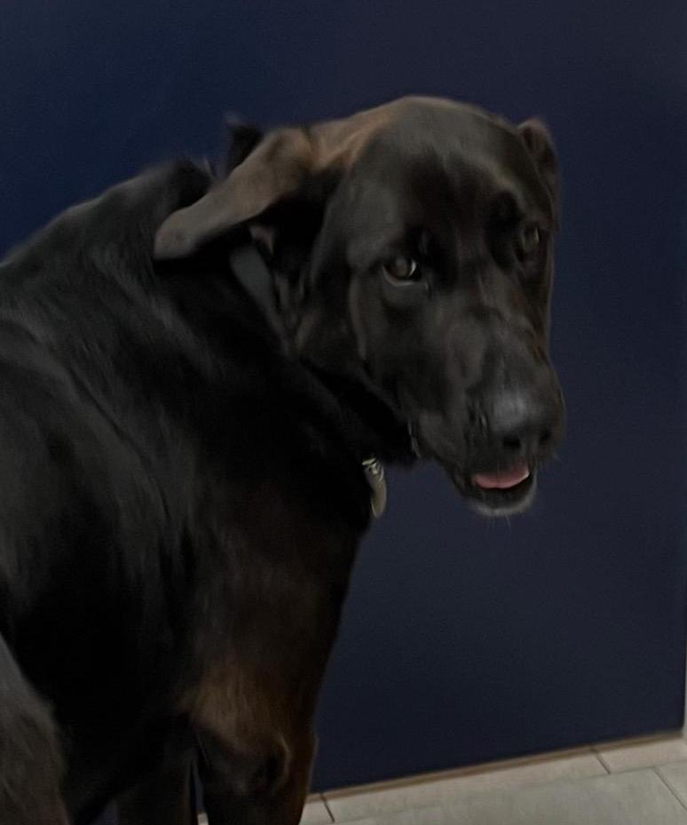 Bunny & Hares, an adopted Black Labrador Retriever in Oakville, ON image 4/6