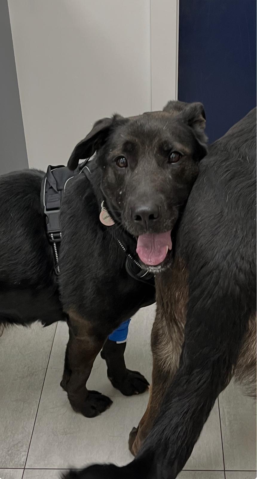 Bunny & Hares, an adopted Black Labrador Retriever in Oakville, ON image 2/6