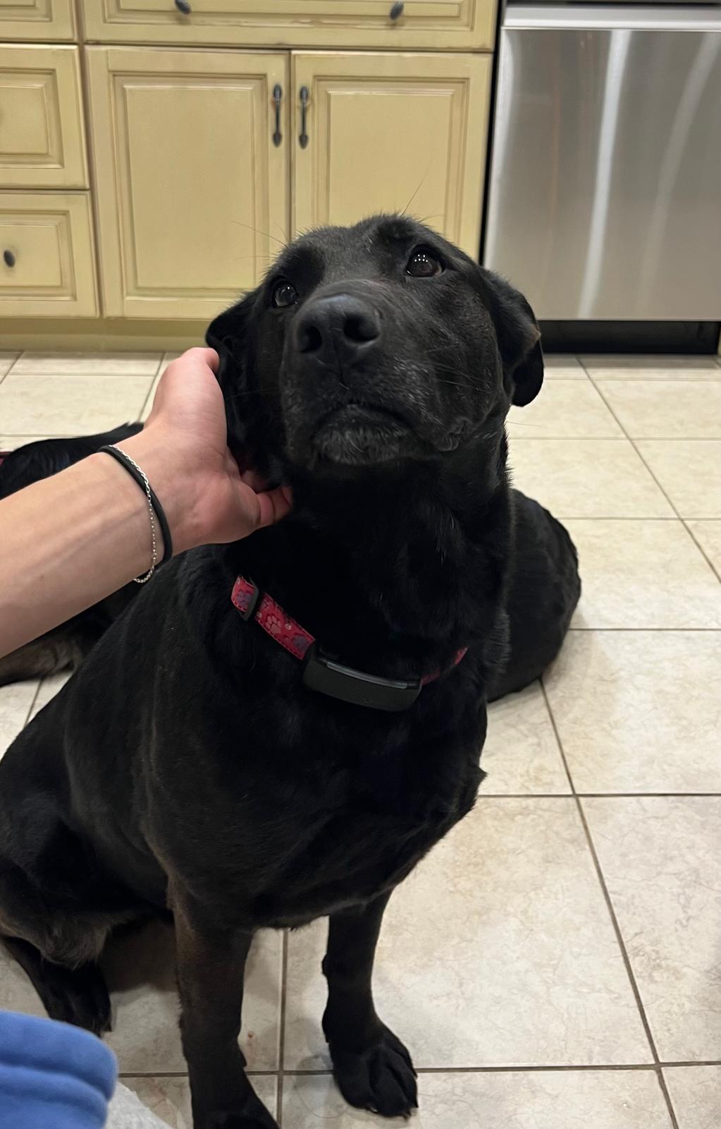 Bunny & Hares, an adopted Black Labrador Retriever in Oakville, ON image 5/6