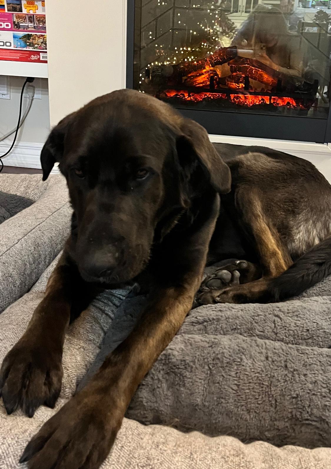 Bunny & Hares, an adopted Black Labrador Retriever in Oakville, ON image 3/6