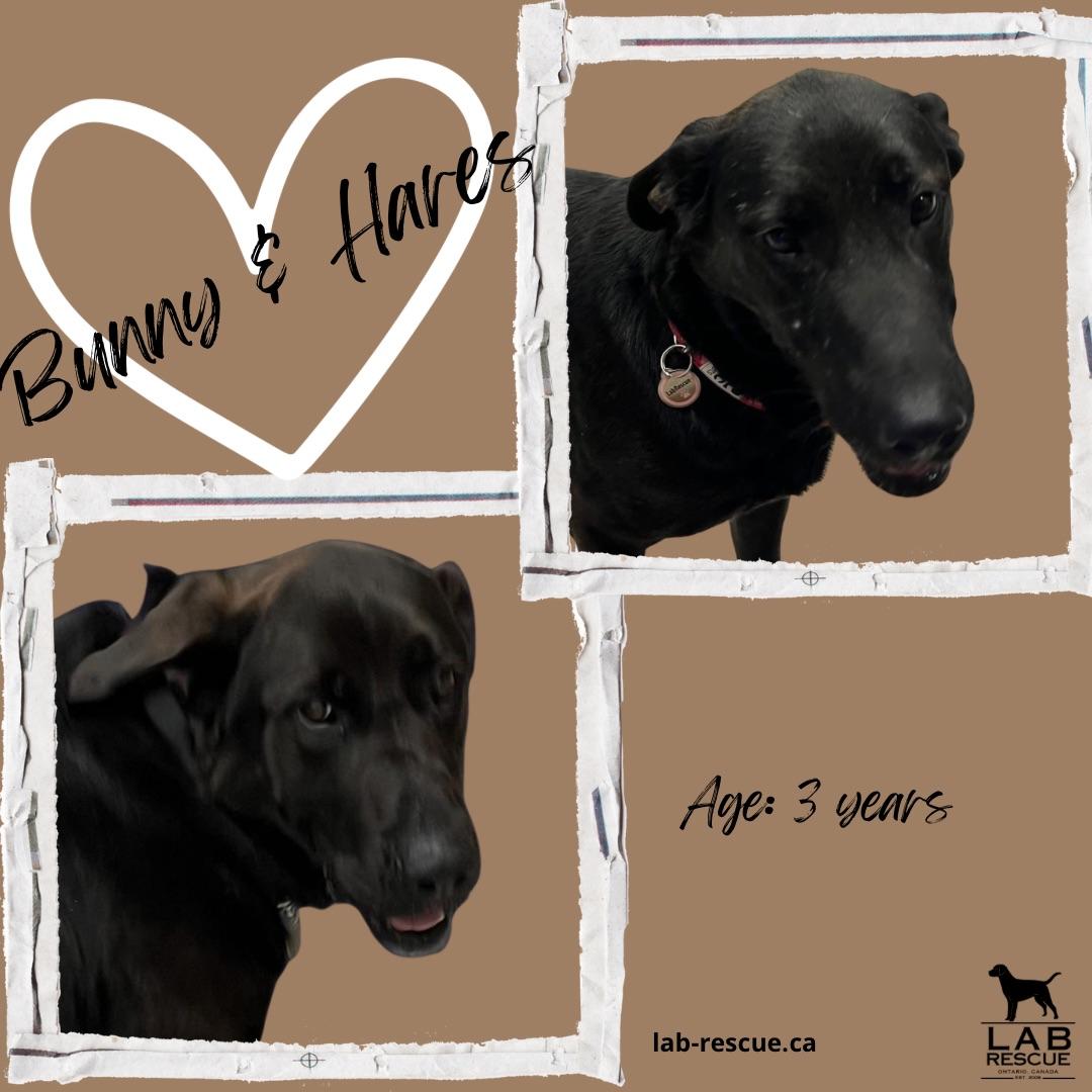 Bunny & Hares, ADOPTABLE, Young Female Black Labrador Retriever.