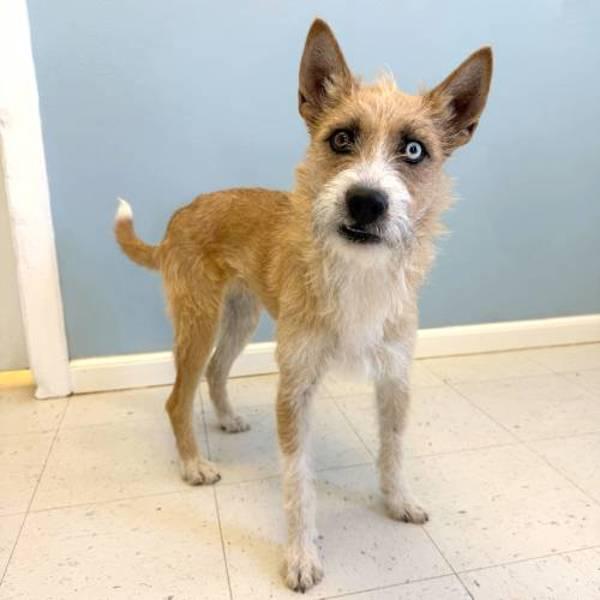James Bond, Adoptable, Adult Male Terrier.