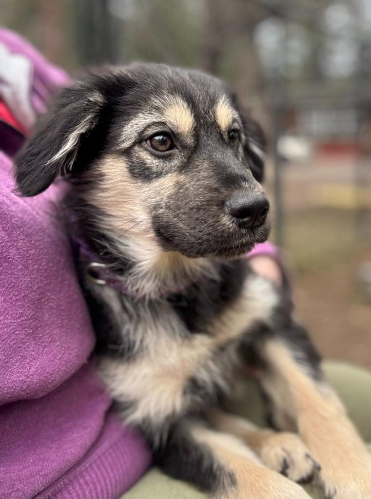 Sage, Adoptable, Puppy Female Australian Cattle Dog / Blue Heeler & Australian Shepherd.