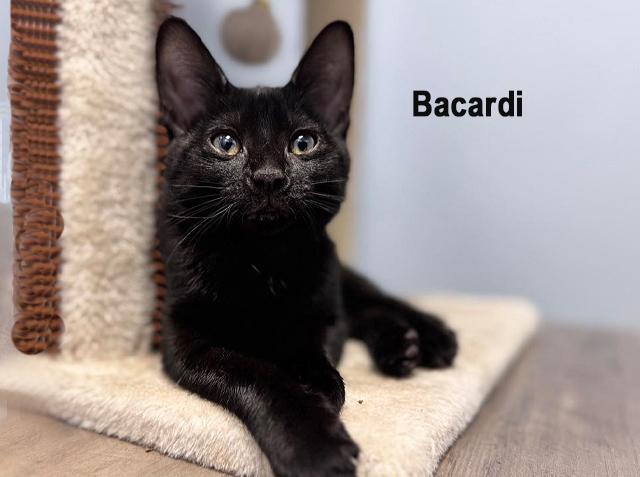 Bacardi 0425, Baby Female Domestic Short Hair