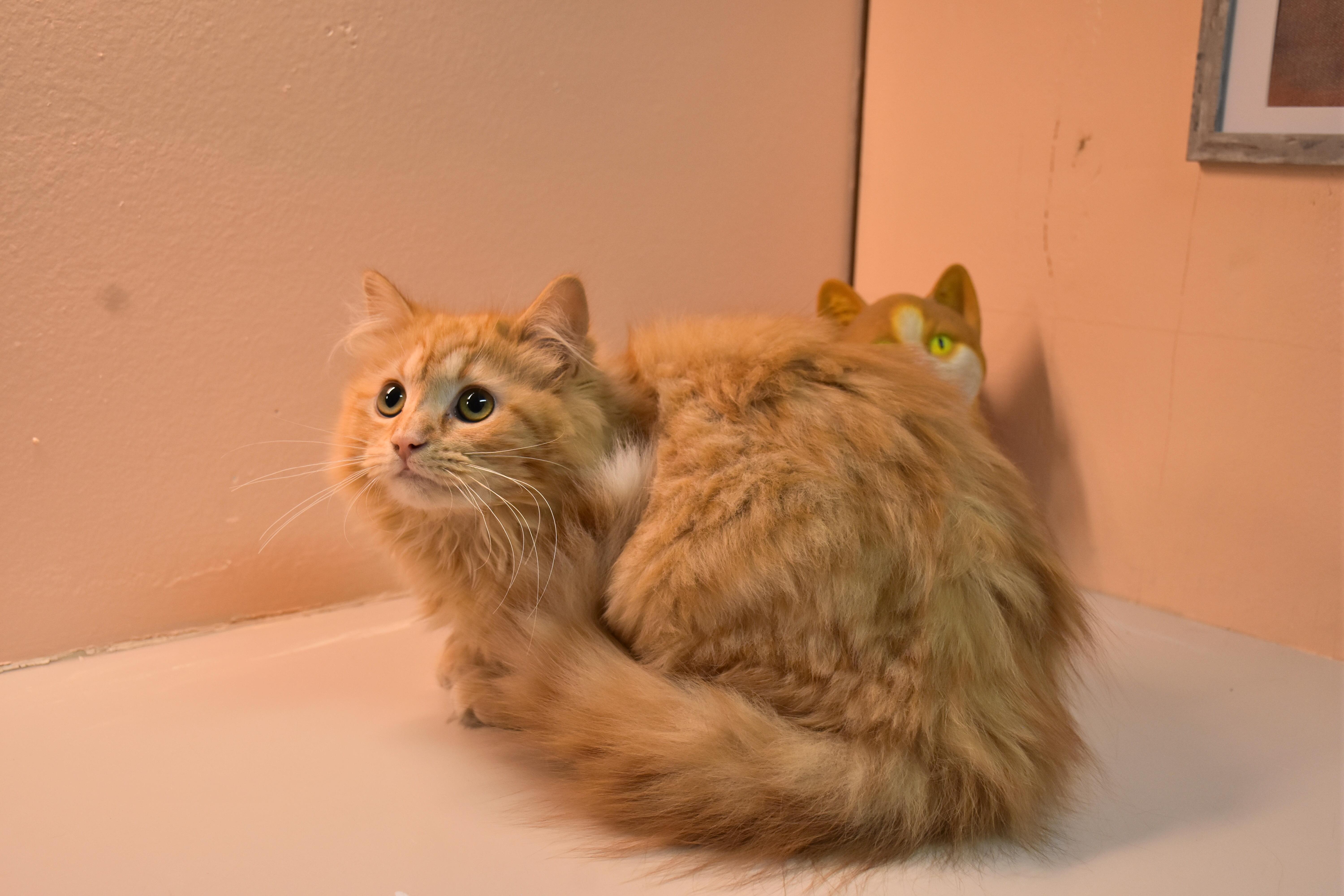 Amora , adopted, Young Female Domestic Medium Hair.