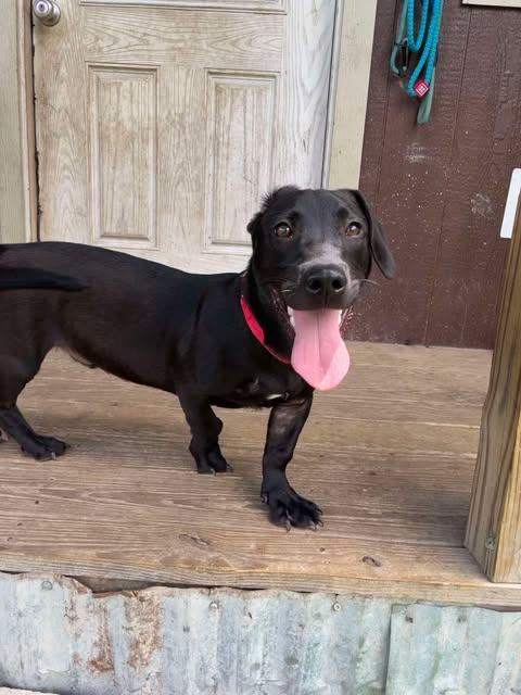 Enlarge Jetson, a Adoptable mixed breed in Center Point, TX image 1/4