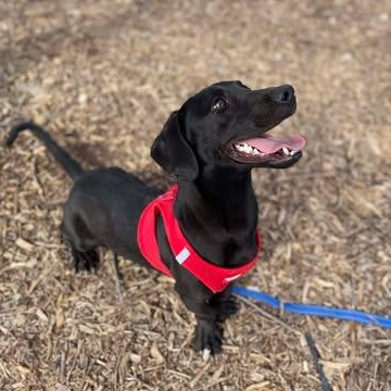 Enlarge Jetson, a Adoptable mixed breed in Center Point, TX image 4/4
