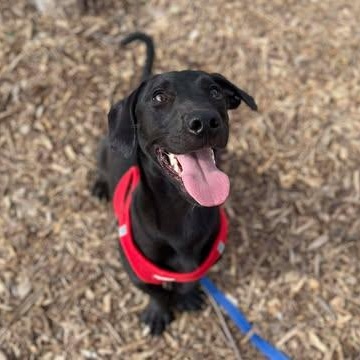Enlarge Jetson, a Adoptable mixed breed in Center Point, TX image 3/4