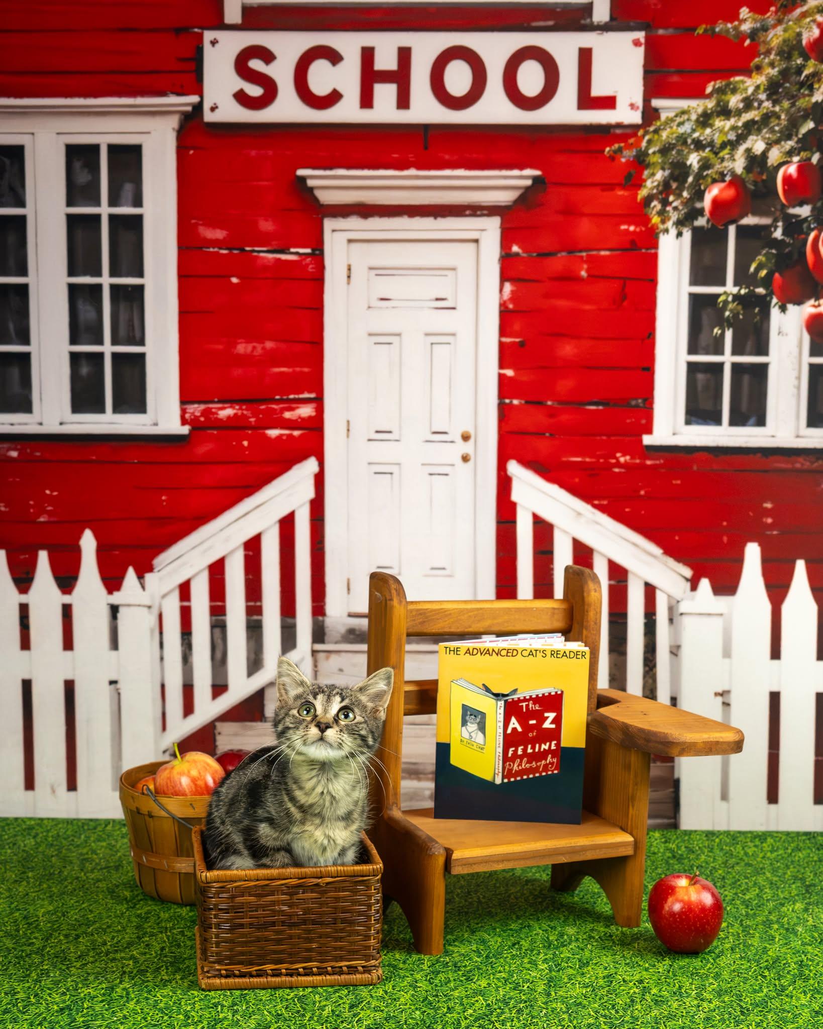 Enlarge Samantha, a Adoptable Domestic Short Hair in Lapeer, MI image 3/4