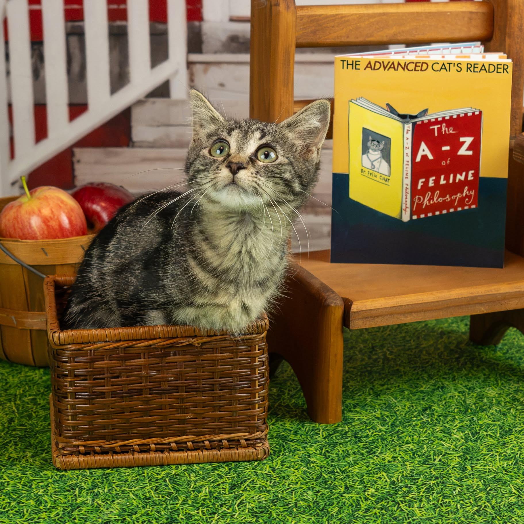 Samantha, Adoptable, Kitten Female Domestic Short Hair.