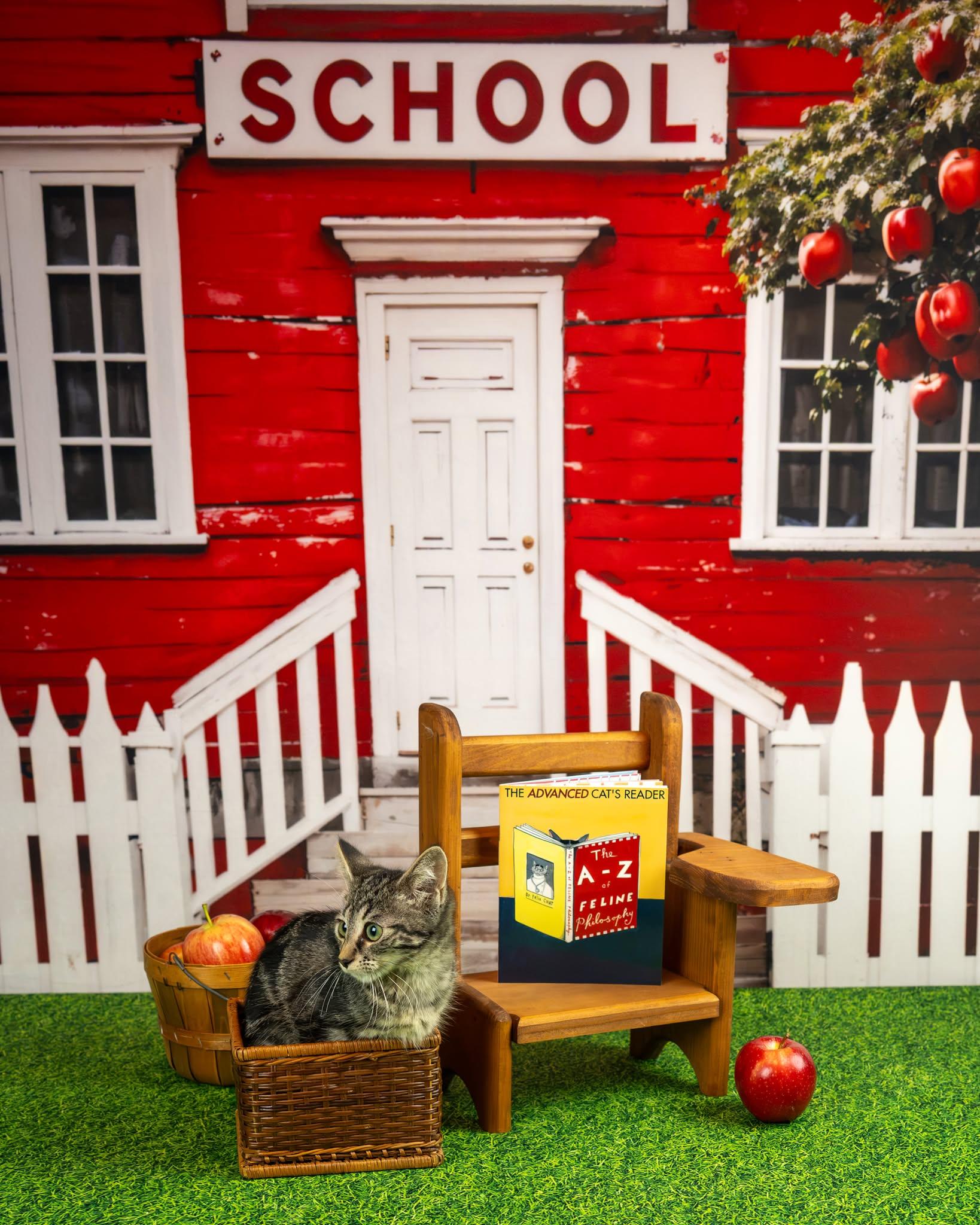 Enlarge Samantha, a Adoptable Domestic Short Hair in Lapeer, MI image 2/4
