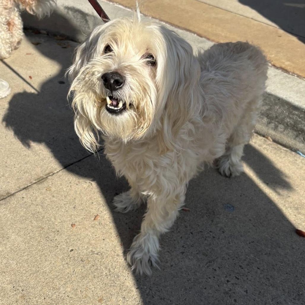 Marley Merritt, Adoptable, Senior Male Maltese.