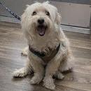 Marley Merritt, a Adoptable Maltese in Sonoma, CA image 2/3