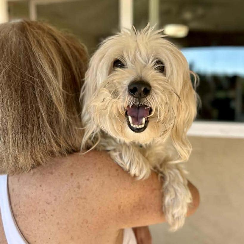 Marley Merritt, a Adoptable Maltese in Sonoma, CA image 3/3