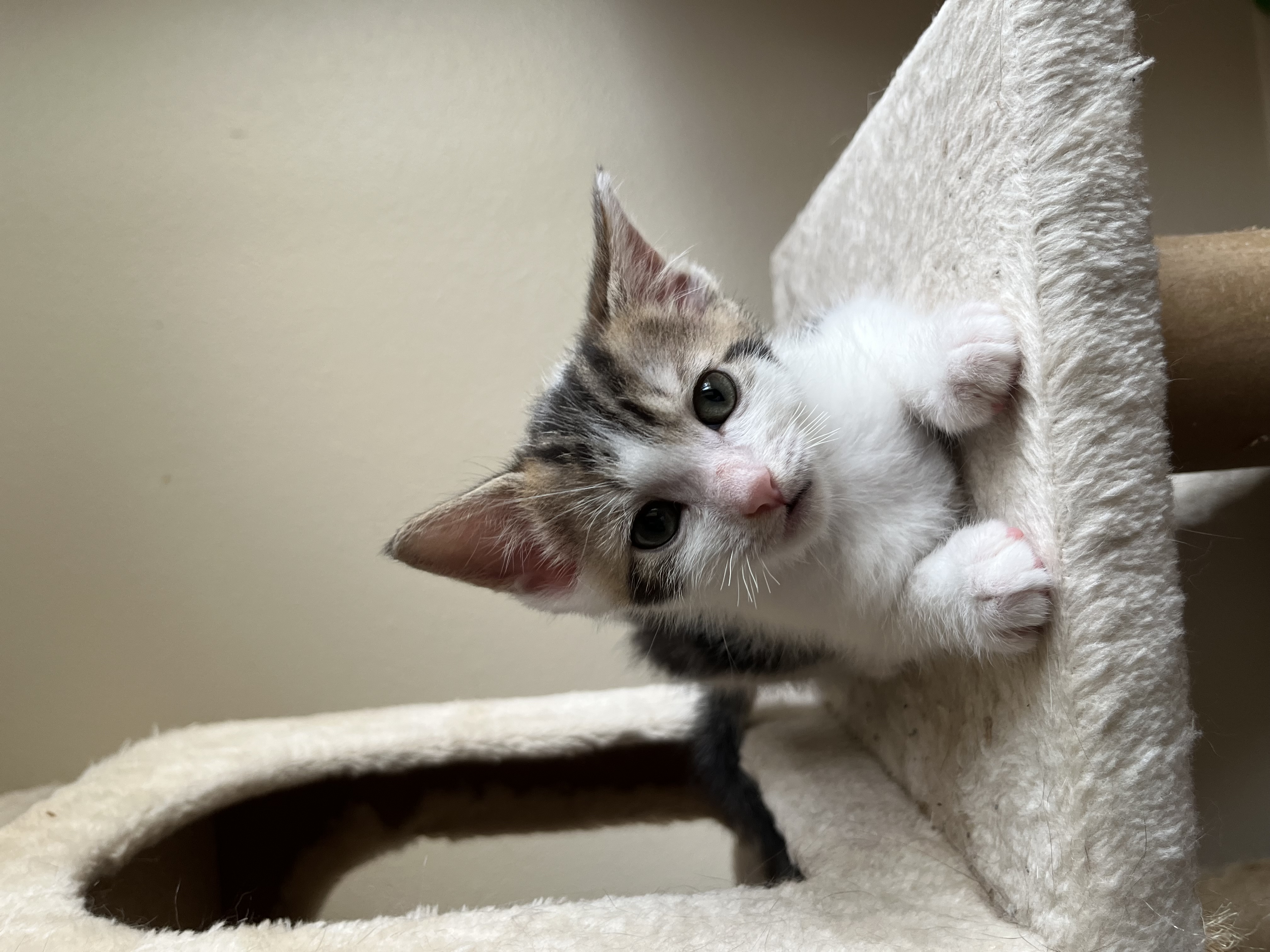 Cat for adoption Wellbutrin, a Domestic Short Hair in Hudsonville, MI