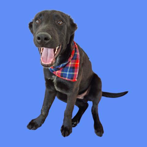 Enlarge Discord, a ADOPTABLE mixed breed in Thousand Oaks, CA image 1/1
