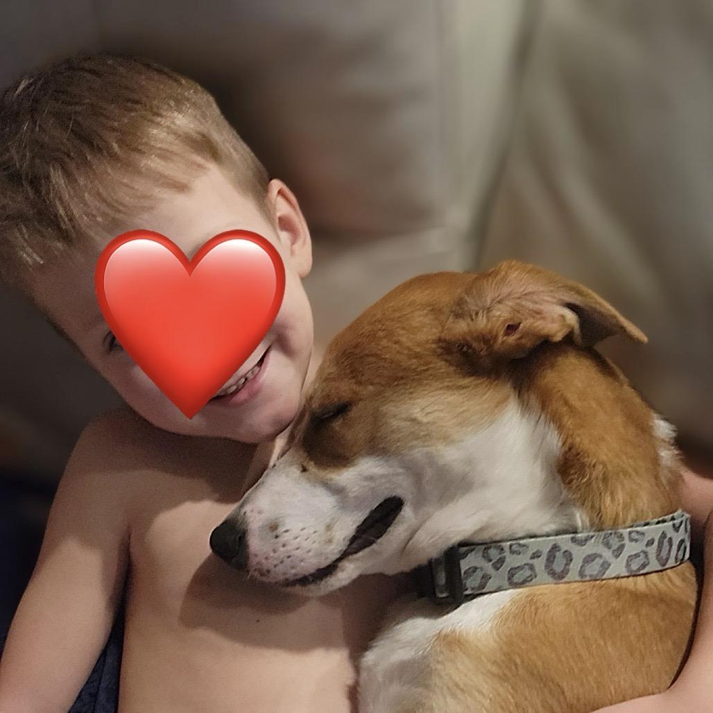 Roddy, Adoptable, Young Male Mixed Breed & Mixed Breed.