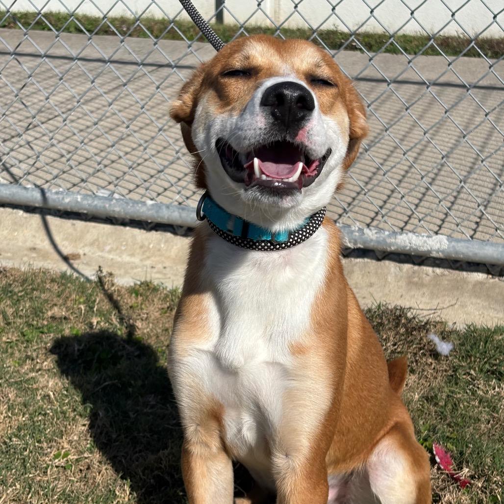 Enlarge Roddy, a Adoptable mixed breed in League City, TX image 2/6