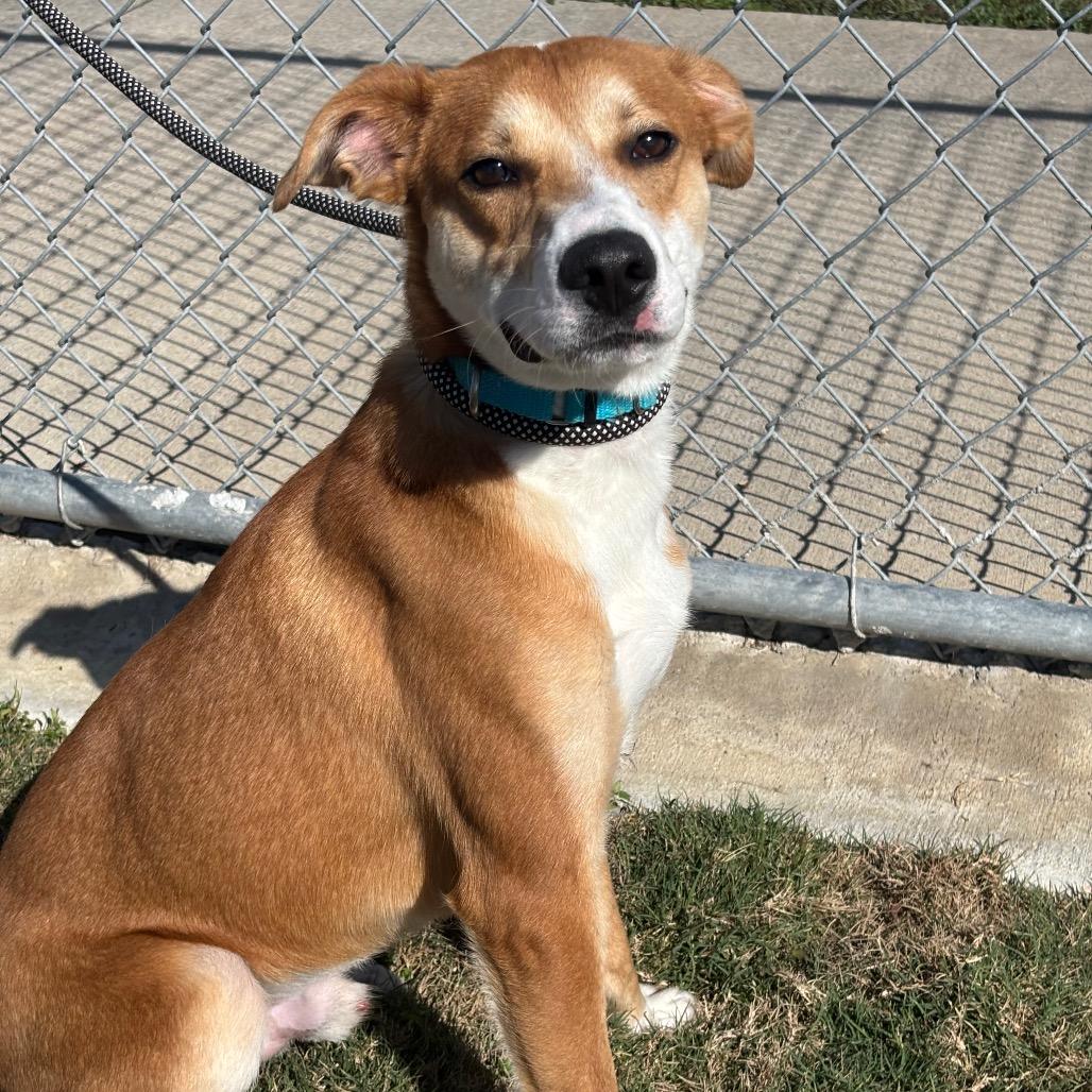 Enlarge Roddy, a Adoptable mixed breed in League City, TX image 3/6