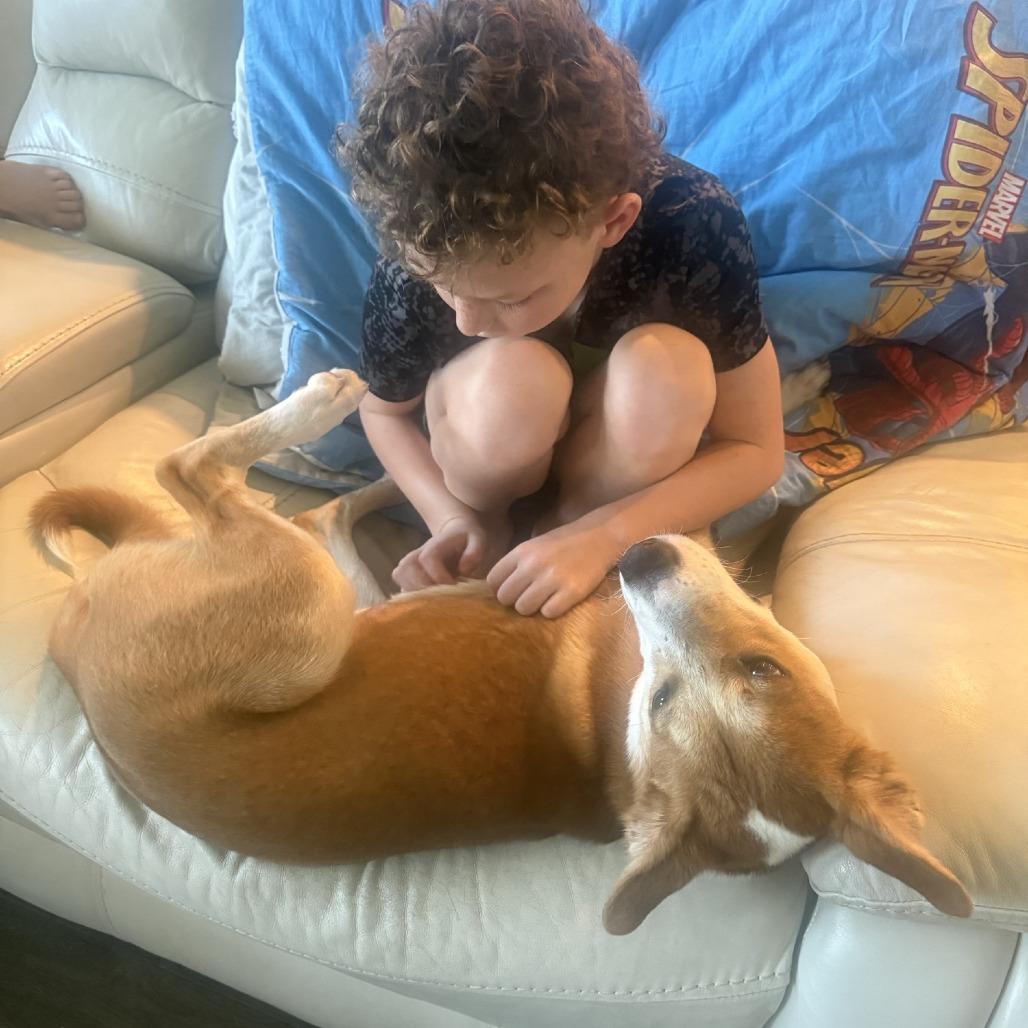 Enlarge Roddy, a Adoptable mixed breed in League City, TX image 4/6