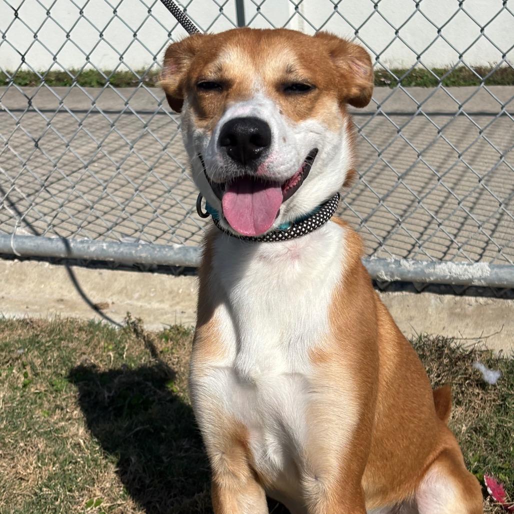 Enlarge Roddy, a Adoptable mixed breed in League City, TX image 5/6