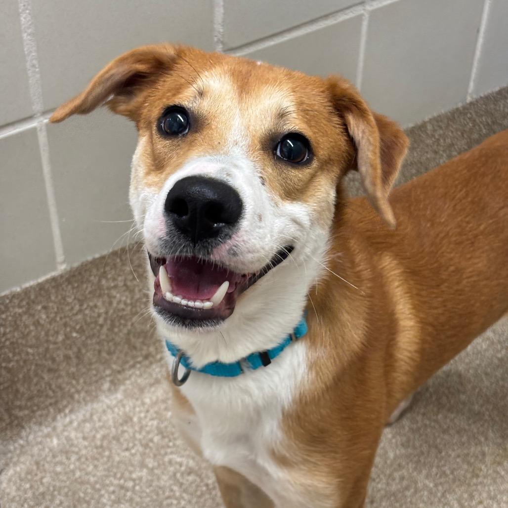 Roddy, Adoptable, Young Male Mixed Breed & Mixed Breed.