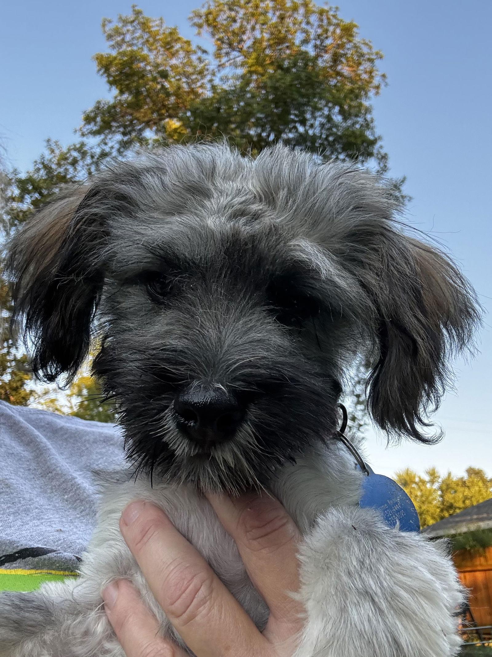 Cliff, a Adopted Havanese in Brandon, SD image 1/2