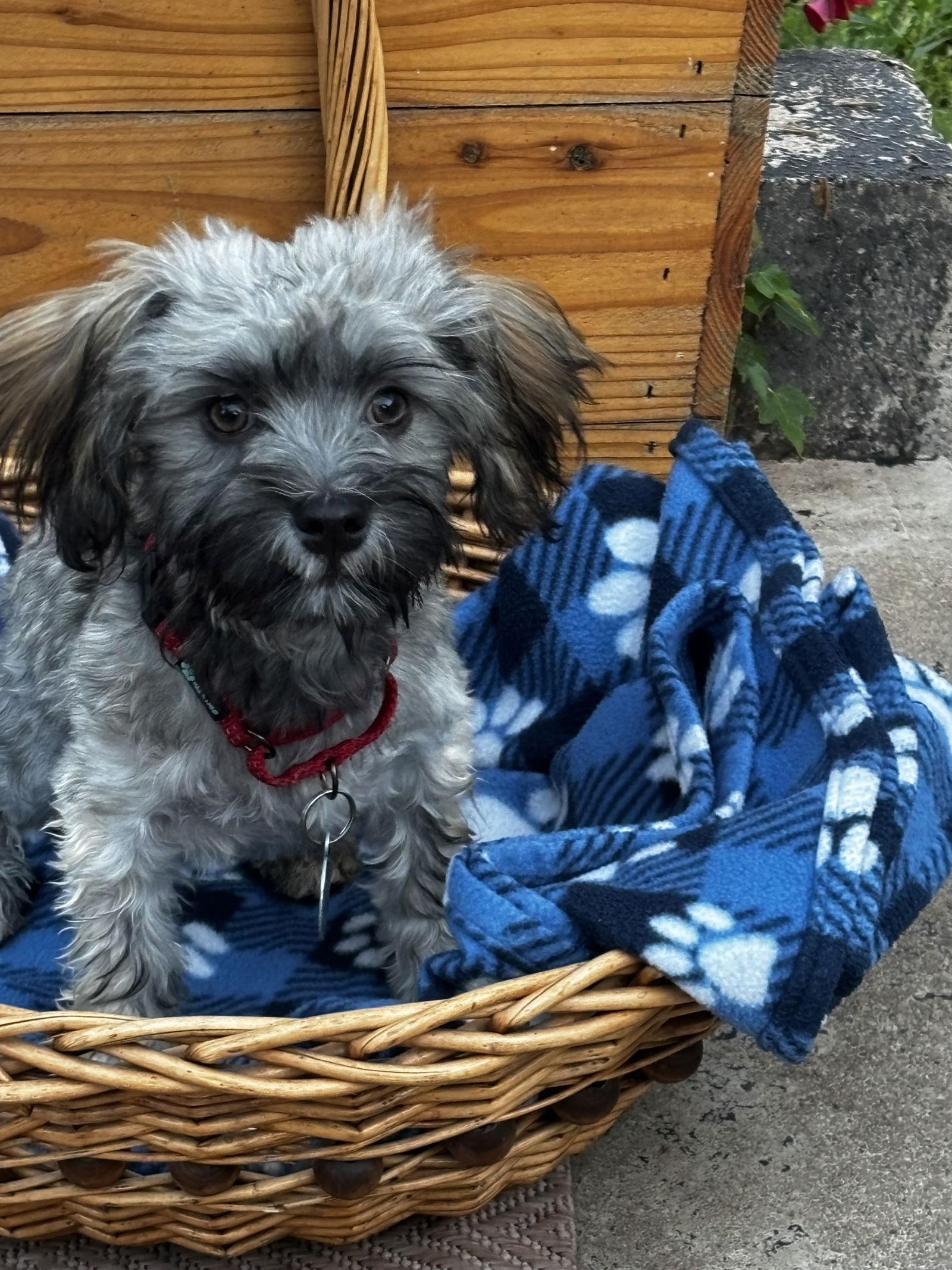 Cliff, a Adopted Havanese in Brandon, SD image 2/2