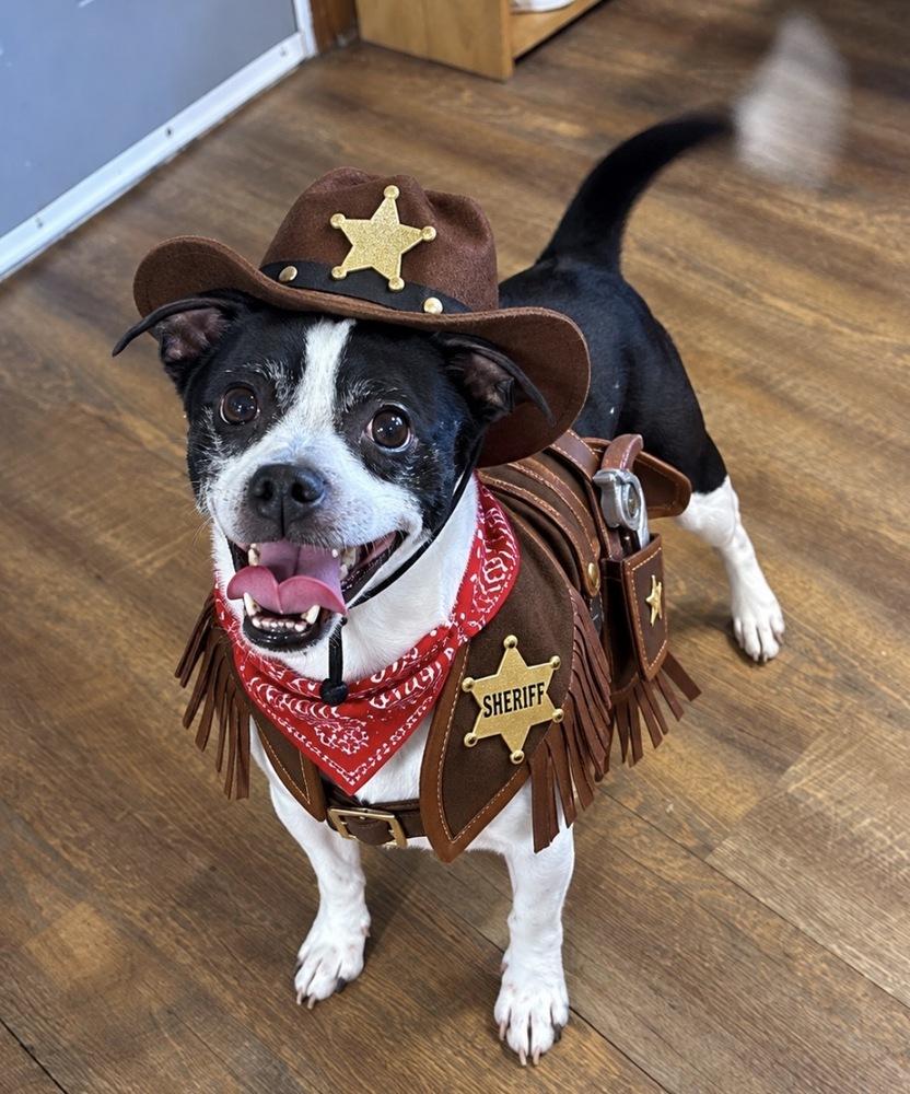 Oliver, Adoptable, Adult Male Boston Terrier & Chihuahua.