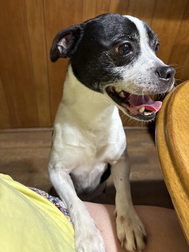 Oliver, Adoptable, Adult Male Boston Terrier & Chihuahua.