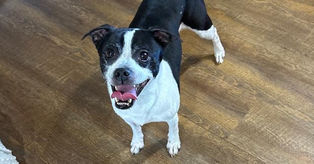 Enlarge Oliver, a Adoptable mixed breed in Irwin, PA image 2/4