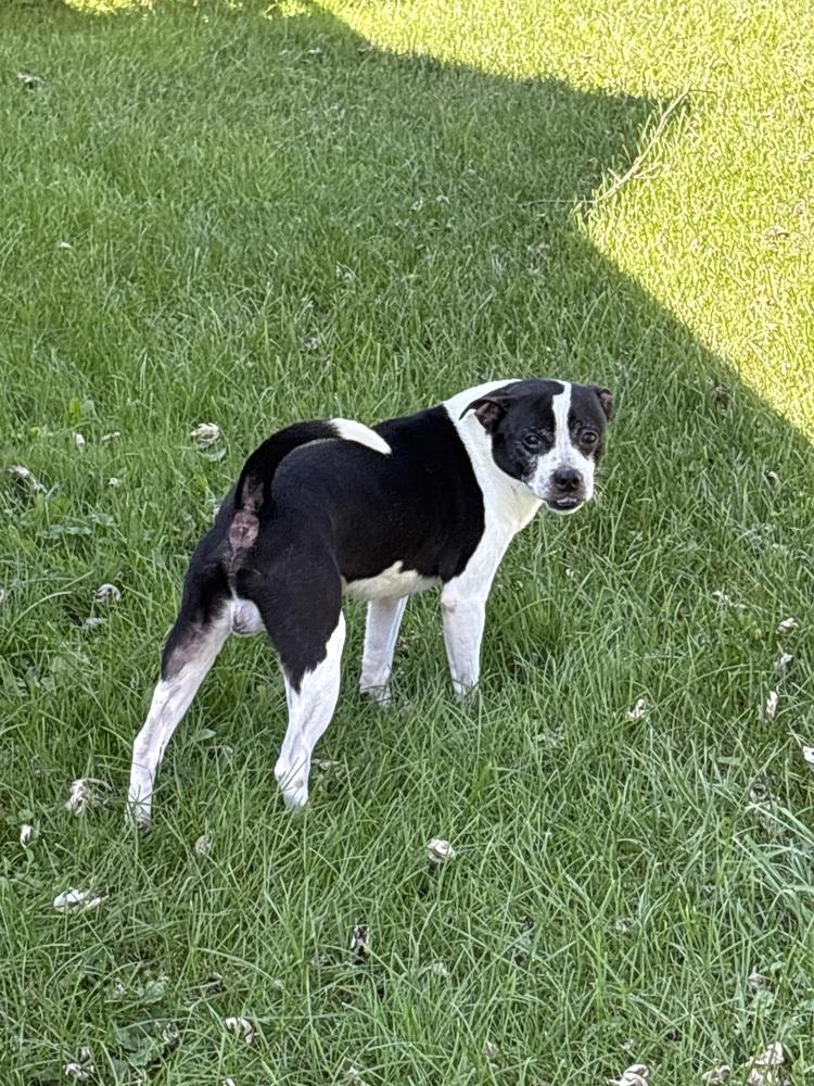 Enlarge Oliver, a Adoptable mixed breed in Irwin, PA image 3/4