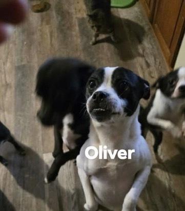 Enlarge Oliver, a Adoptable mixed breed in Irwin, PA image 4/4