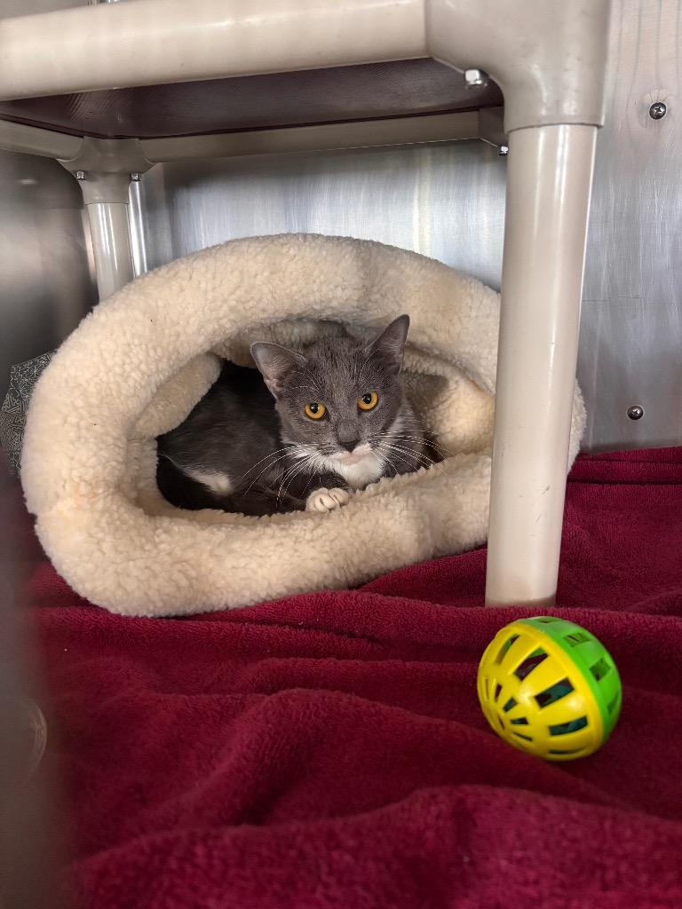 Ashe, Adoptable, Young Female Domestic Short Hair.