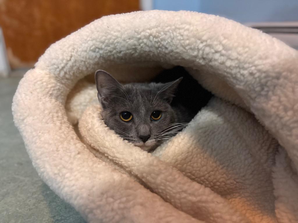 Enlarge Ashe, a Adoptable mixed breed in Port Jervis, NY image 2/2