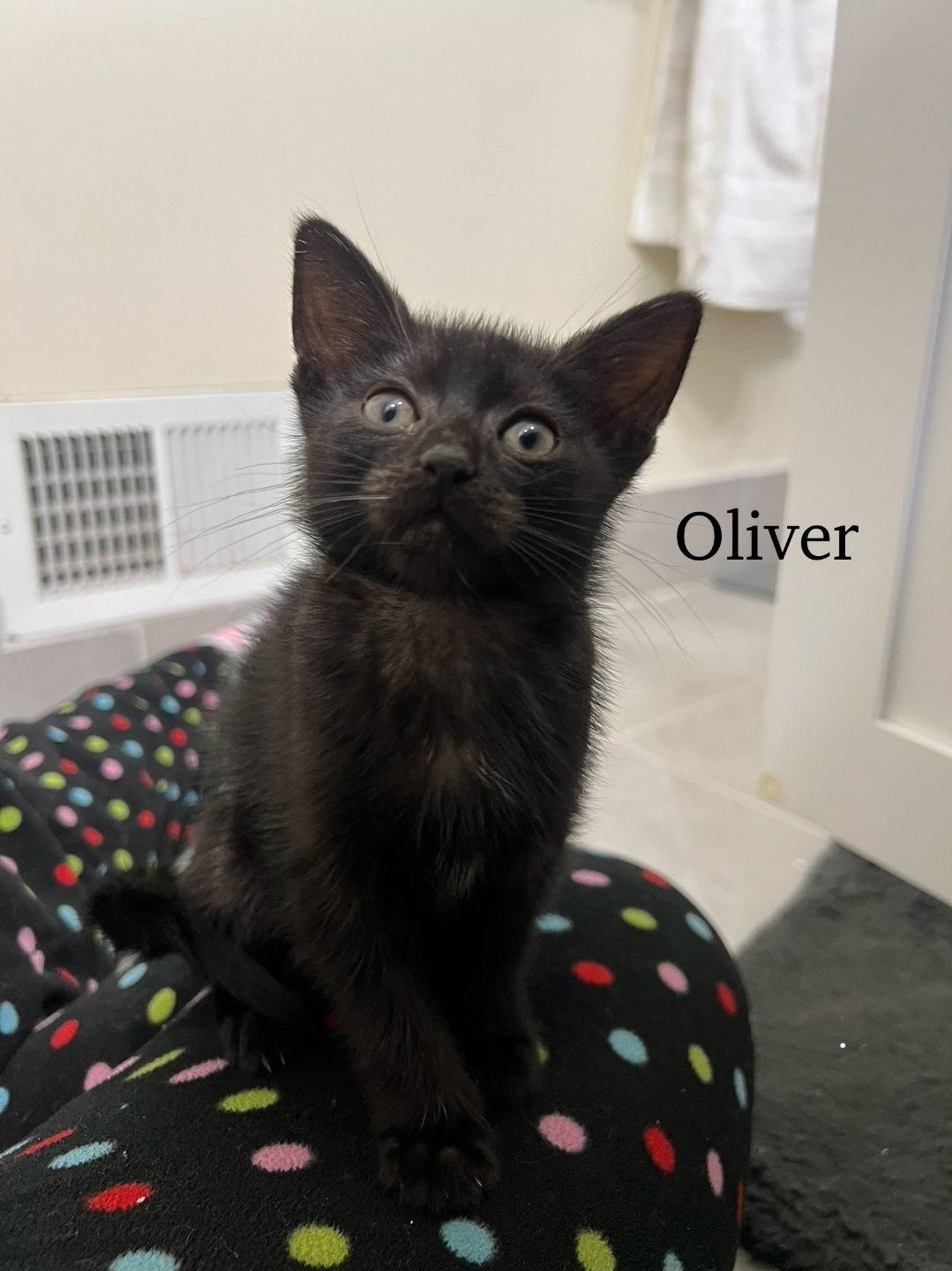 Enlarge Oliver, a Adoptable Domestic Short Hair in Morganville, NJ image 1/1