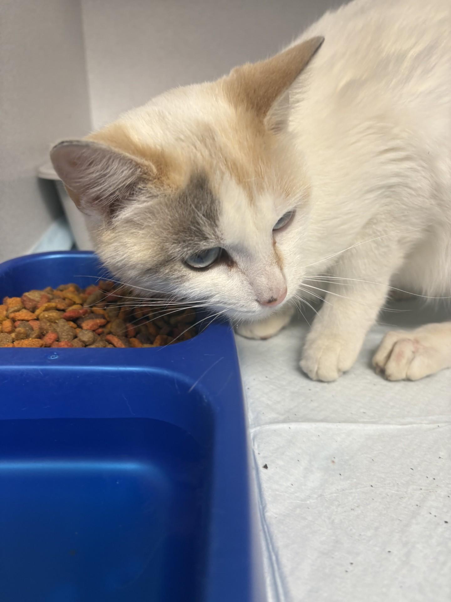 Enlarge Quinn, an adopted Domestic Short Hair in Paris , TN image 1/1