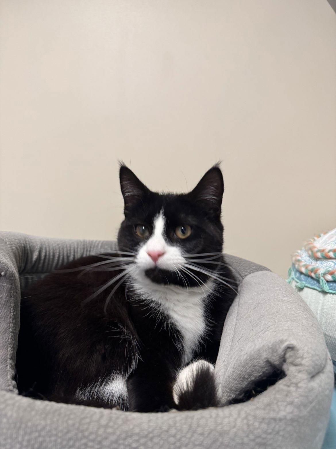 Enlarge Nakoa, a Adopted Domestic Short Hair in Arlington, VT image 1/2