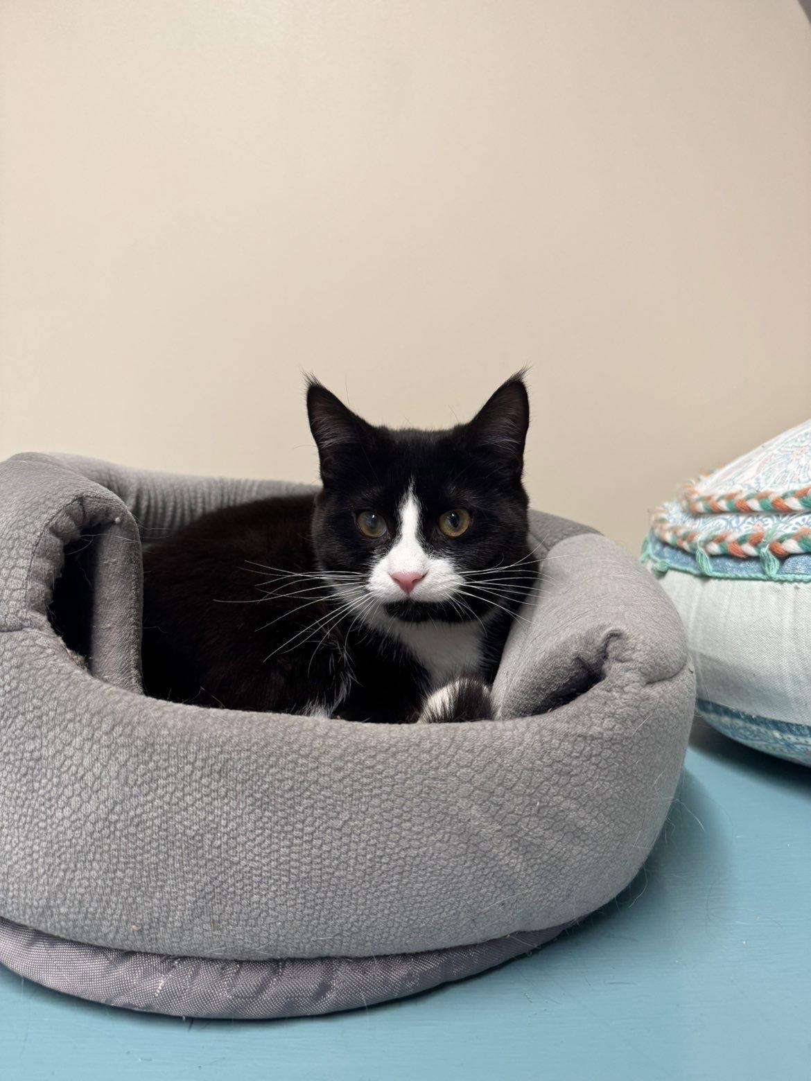 Enlarge Nakoa, a Adopted Domestic Short Hair in Arlington, VT image 2/2