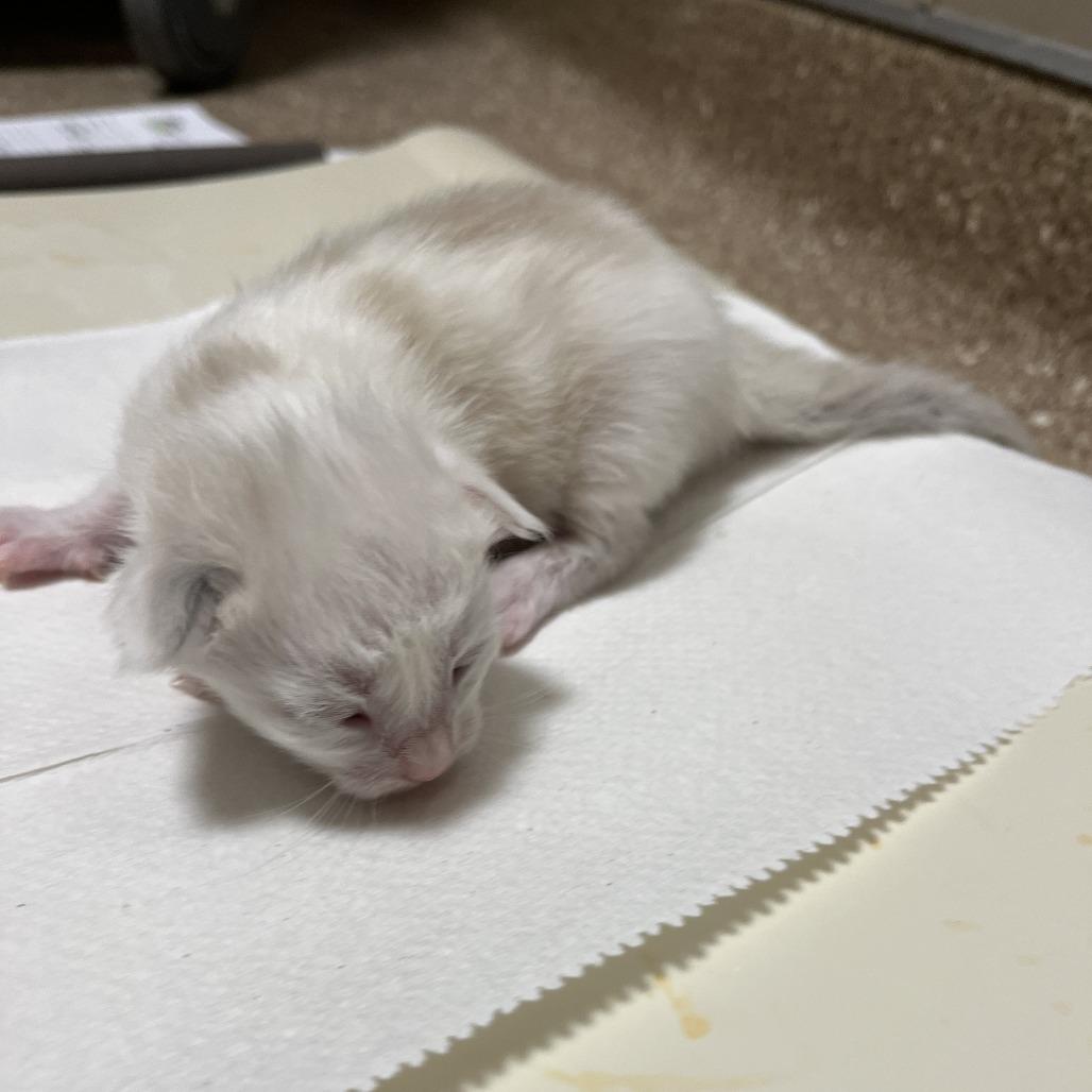 Gunkle, a Adoptable Domestic Short Hair in Sonoma, CA image 1/2