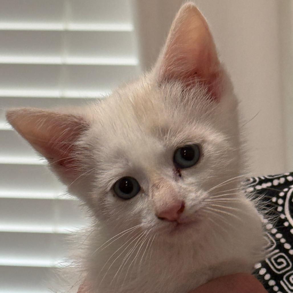 Gunkle, a Adoptable Domestic Short Hair in Sonoma, CA image 2/2