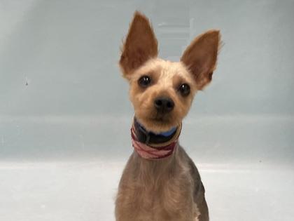Kernel, Adoptable, Adult Male Yorkshire Terrier & Mixed Breed.