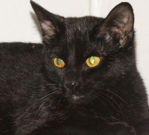 Gargamel, Adoptable, Adult Female Domestic Short Hair.