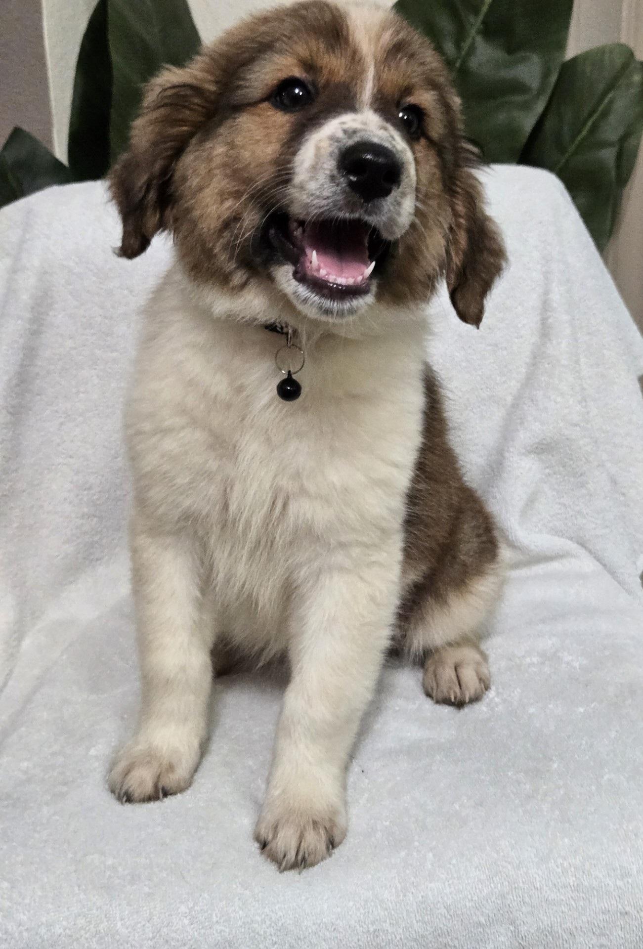 Enlarge Honey Bun, an adopted mixed breed in Orlando, FL image 3/6