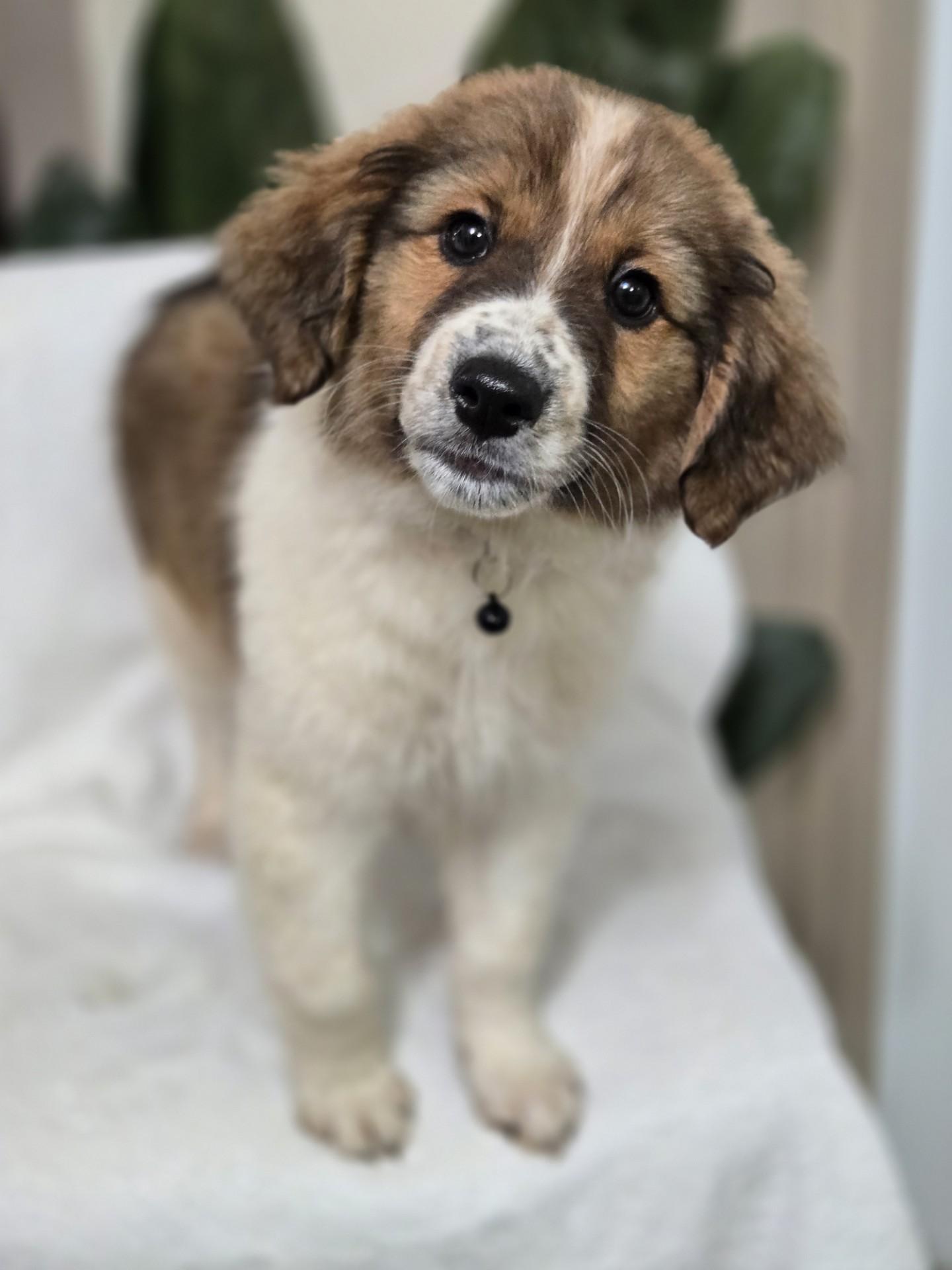 Enlarge Honey Bun, an adopted mixed breed in Orlando, FL image 2/6
